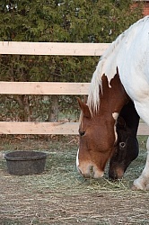 Eating Hay