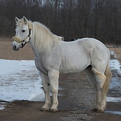 Clipping for Cushings