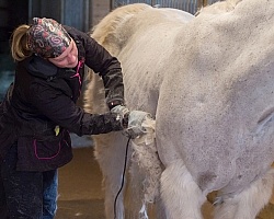 Clipping for Cushings