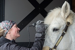 Clipping for Cushings