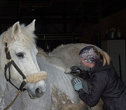 Clipping for Cushings