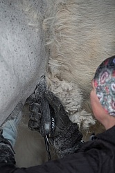 Clipping for Cushings