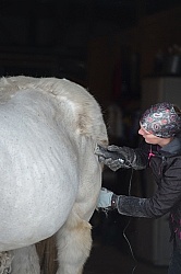 Clipping for Cushings