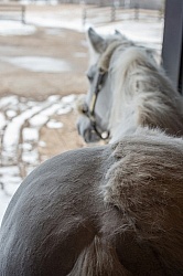 Clipping for Cushings
