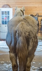 Clipping for Cushings
