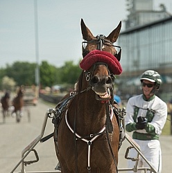 Standardbred Racing
