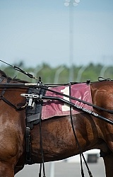 Standardbred Racing