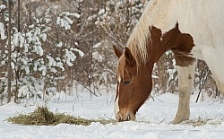 Horses Eating Hay in Winter