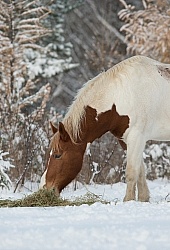 Horses Eating Hay in Winter