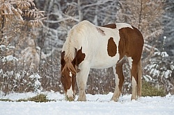 Horses Eating Hay in Winter