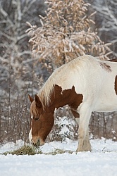 Horses Eating Hay in Winter