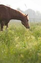 Pasture Summer