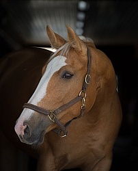 Palomino Portrait Palomino Portrait