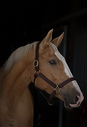 Palomino Portrait Palomino Portrait
