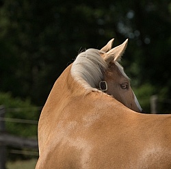 Palomino Portrait Palomino Portrait