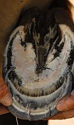 Laminitis Wall and Healthy Wall