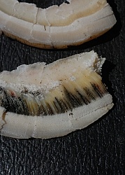 Laminitis Wall and Healthy Wall