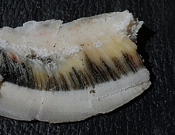 Laminitis Wall and Healthy Wall