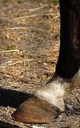 Laminitis