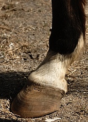 Laminitis