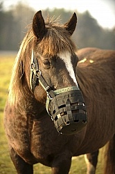 Muzzling Grazing Muzzle