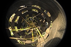 Muzzling Grazing Muzzle