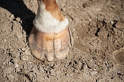Hoof Cracks