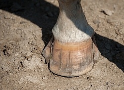 Hoof Cracks