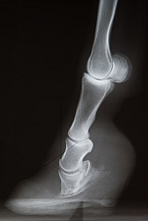 Laminitis Xray