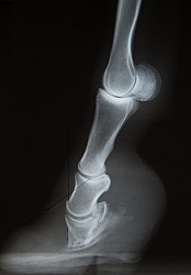 Laminitis, Rotation of the Coffin Bone Laminitis Xray