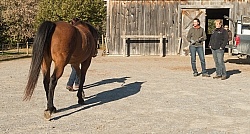 Pre Purchase Vet and Blacksmith