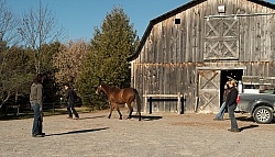 Pre Purchase Vet and Blacksmith