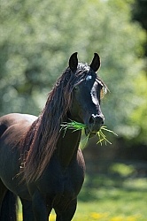 Rocky Mountain Stallion Free Running, Bonnie View Farms, Mane Care