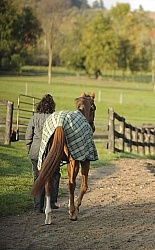 Saddlewood  Hand Walking