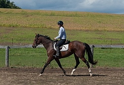 Horse Shopping,Trying Out