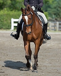 Horse Show General English Horse Show General English