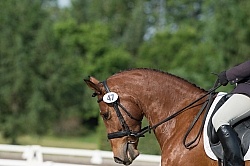 Horse Show General English Horse Show General English