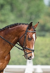 Horse Show General English