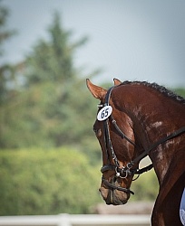 Horse Show General English