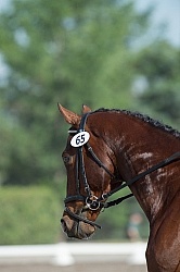 Horse Show General English