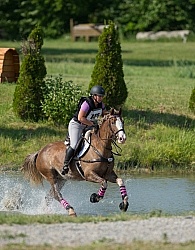Equine Athlete, Eventing Lower Level
