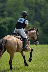 Equine Athlete, Eventing Lower Level Equine Athlete, Eventing Lower Level