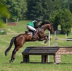 Equine Athlete, Eventing Lower Level Equine Athlete, Eventing Lower Level