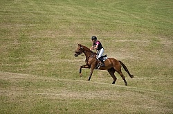 Equine Athlete, Eventing Lower Level Equine Athlete, Eventing Lower Level
