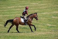 Equine Athlete, Eventing Lower Level
