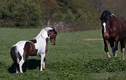 Communicative Gestures