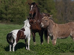 Communicative Gestures