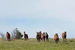 Domestic Herd 