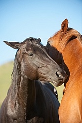 Communicative Gestures