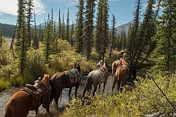 The String of Horses